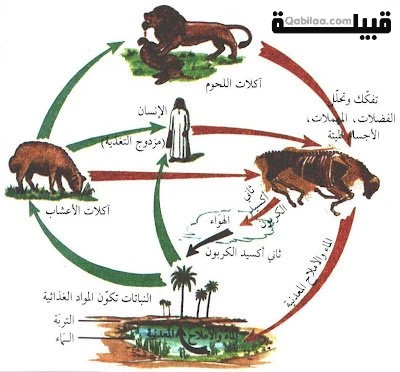 الفرق بين الكائنات المنتجة والمستهلكة