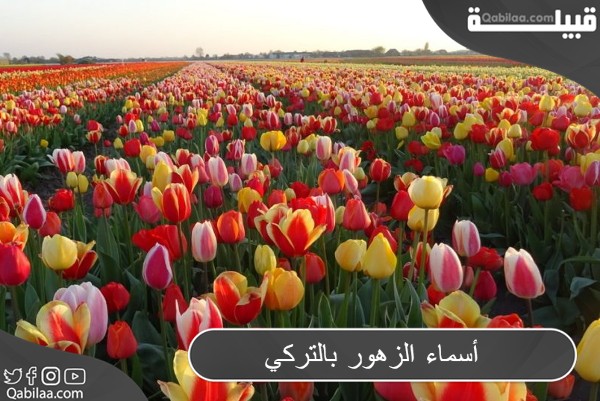 أسماء الزهور بالتركي