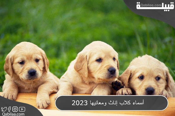 أسماء كلاب إناث ومعانيها 2025