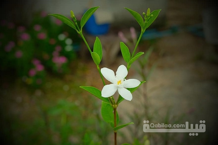 أسماء نبات بحرف الياء