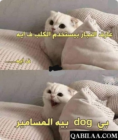 نكت بايخة جدا