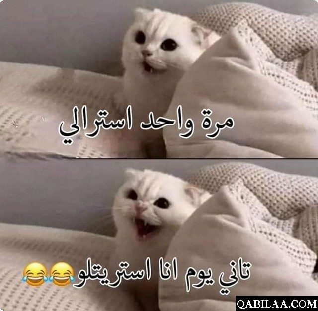 نكت بايخة جدا