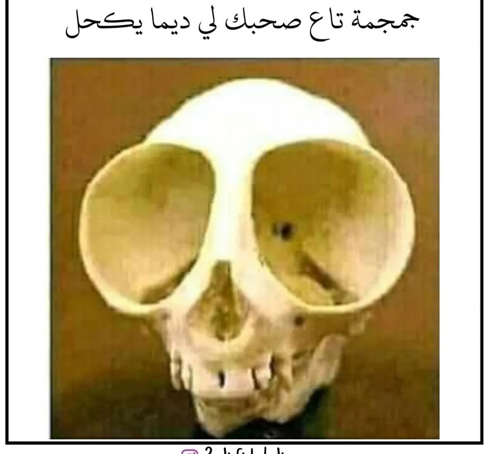 نكت جزائرية مضحكة