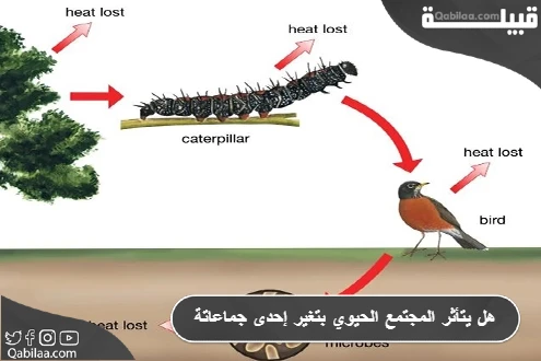 هل يتأثر المجتمع الحيوي بتغير إحدى جماعاتة