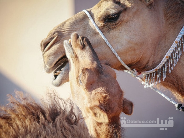 أسماء حيوان بحرف الجيم