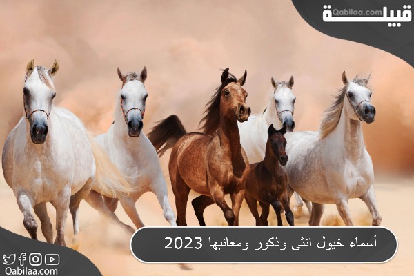 أسماء خيول انثى وذكور ومعانيها 2025