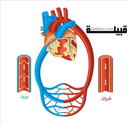  الدم الذي يسري في الأوردة