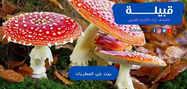 بحث عن الفطريات