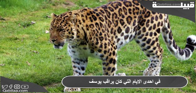 في احدى الايام التي كان يراقب يوسف