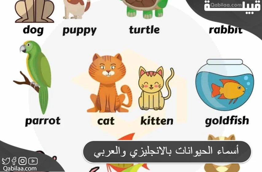 أسماء الحيوانات بالانجليزي والعربي