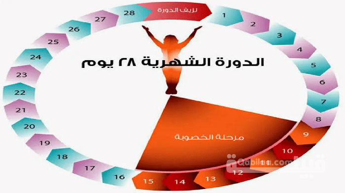 حساب الدورة الشهرية المنتظمة