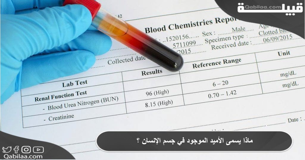 ماذا يسمى الأميد الموجود في جسم الإنسان ؟