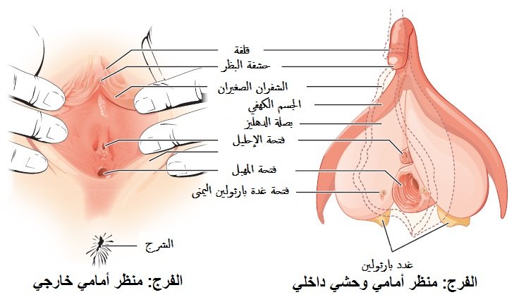 علامات تدل على وجود غشاء بكارة