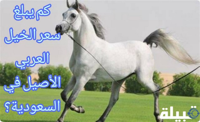 الخيل العربي الأصيل