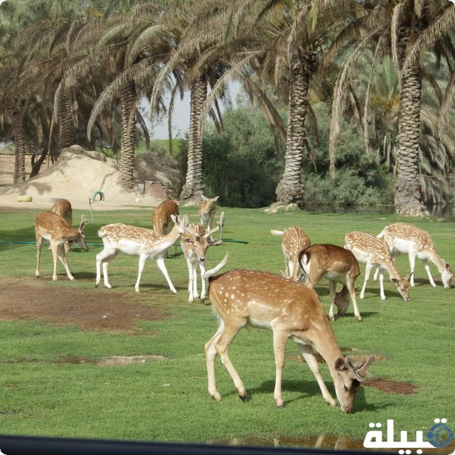 اماكن في مصر للخروج في شم النسيم